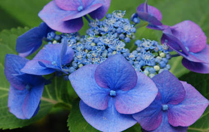 Hydrangea
